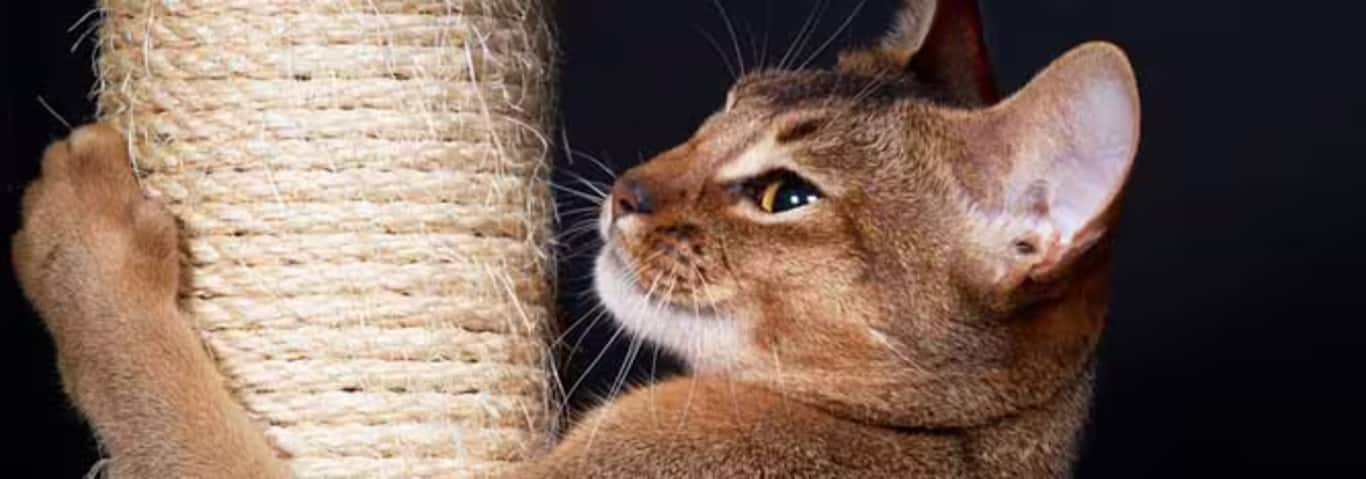 Foto van een Abessijnse kat