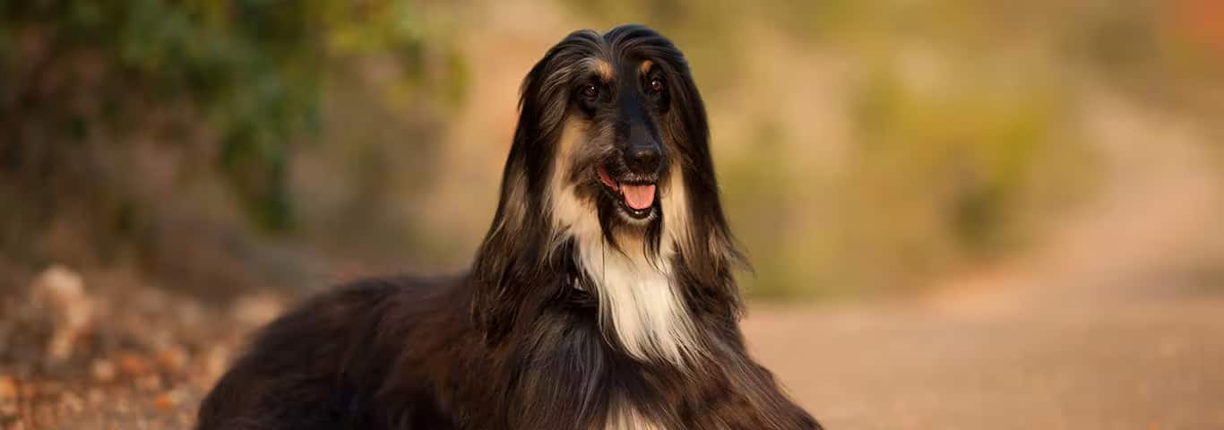 Foto van een Afghaanse windhond