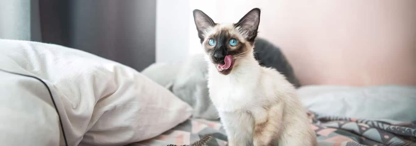 Foto van een Balinese kat