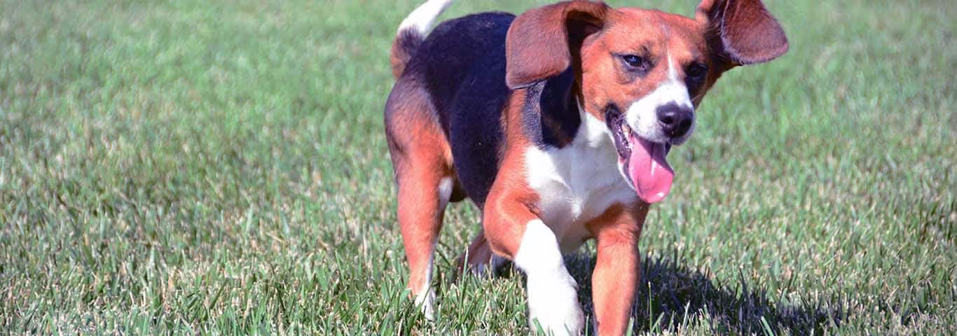 Foto van een Beagle-hond