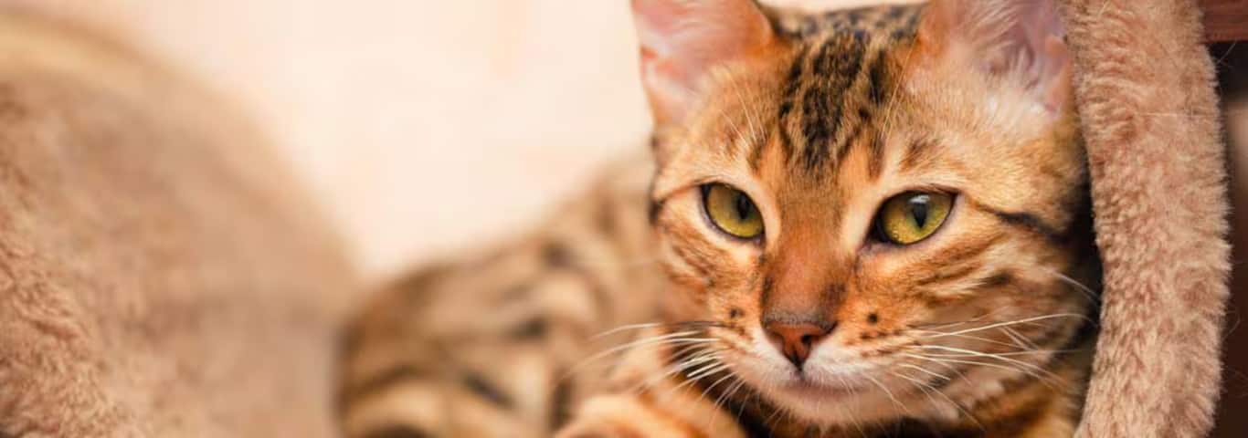 Foto van een Bengaalse kat
