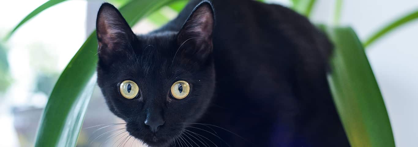 Foto van een Bombay-kat