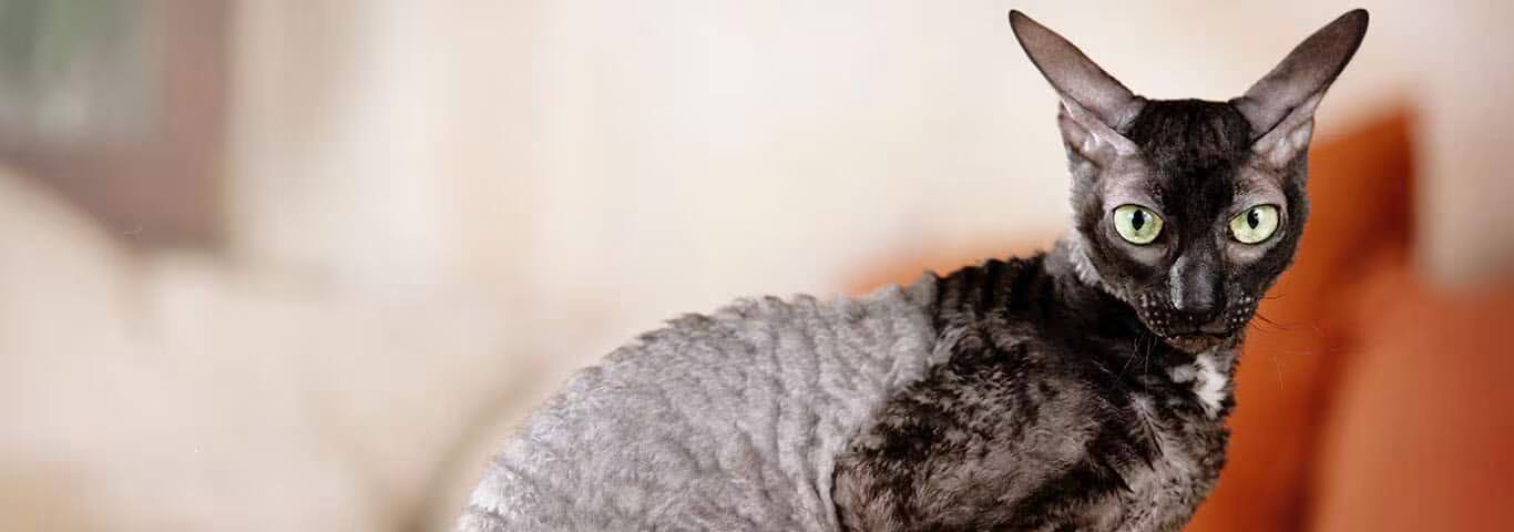 Foto van een Cornish Rex kat