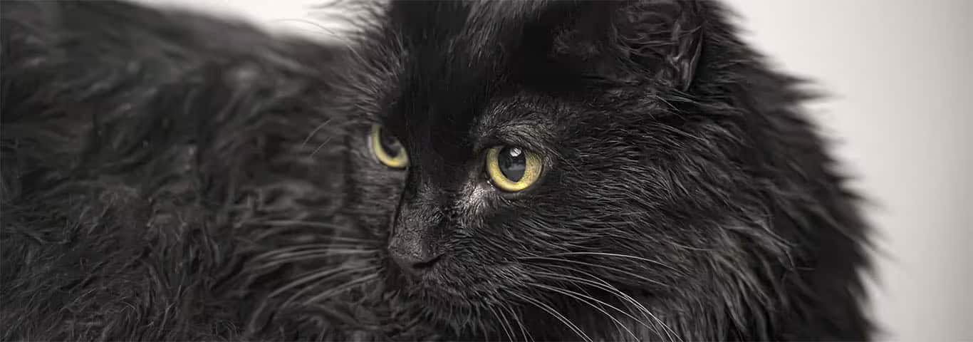 Foto van een Tiffany-kat