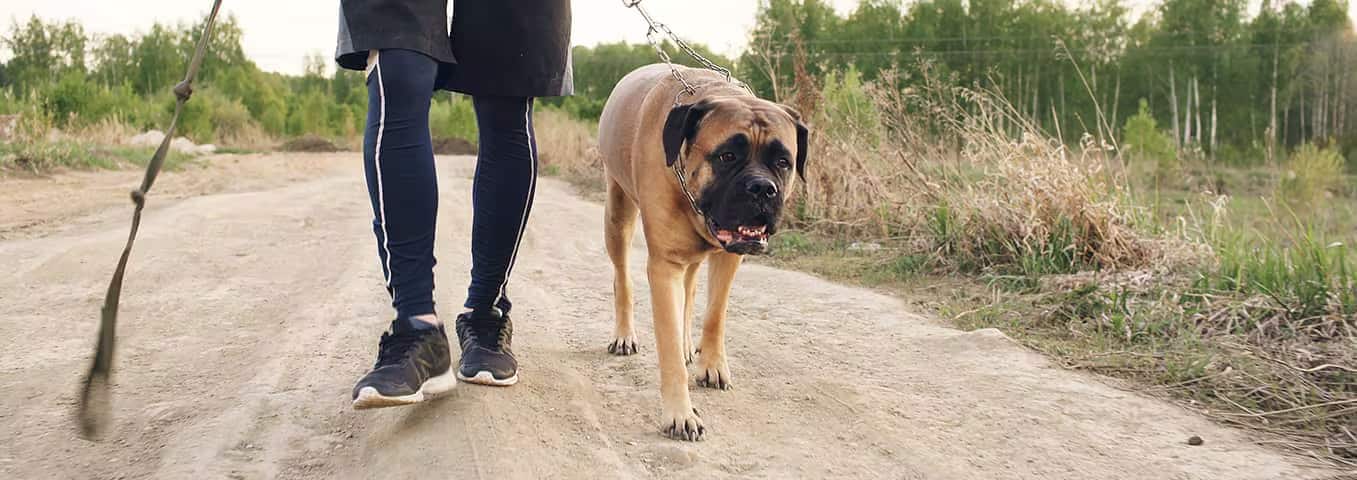 Foto van een Bullmastiff-hond