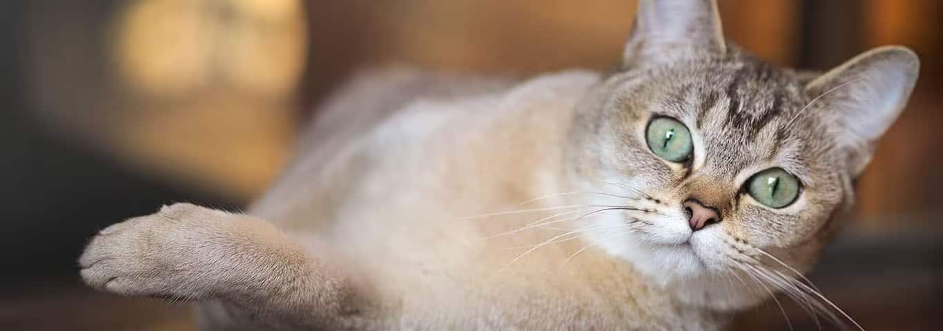 Foto van een Burmilla-kat