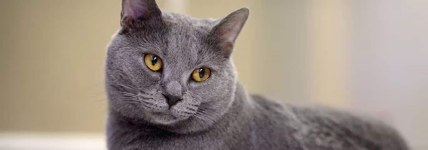 Foto van een Chartreaux-kat