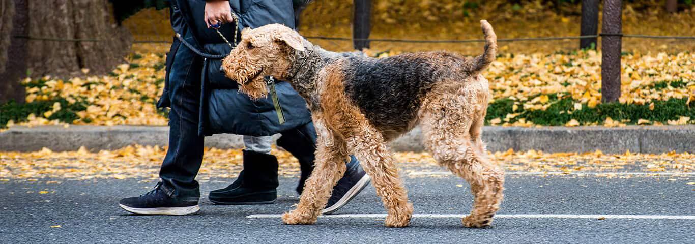Foto van een Airedale Terriër