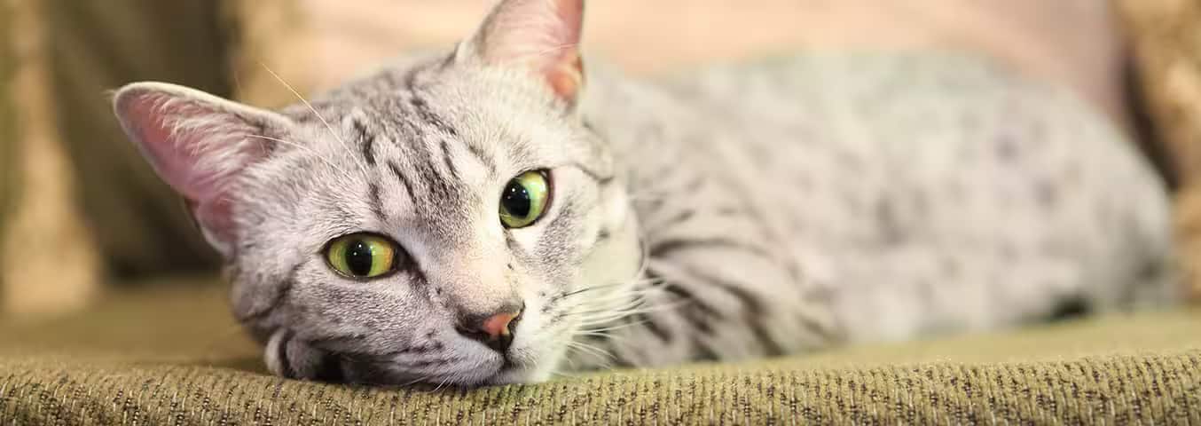 Foto van een Egyptische Mau-kat