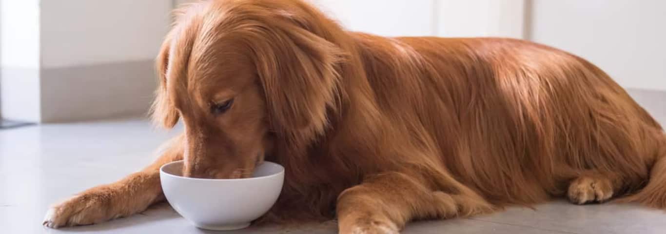 Foto van een Golden Retriever-hond