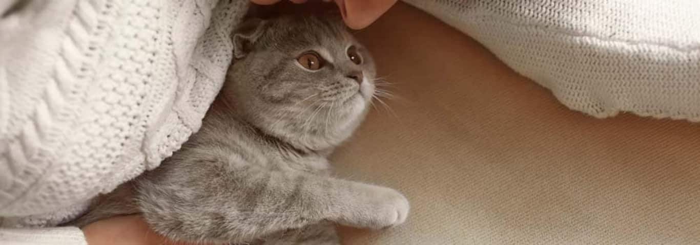 Foto van een Britse Korthaar kat