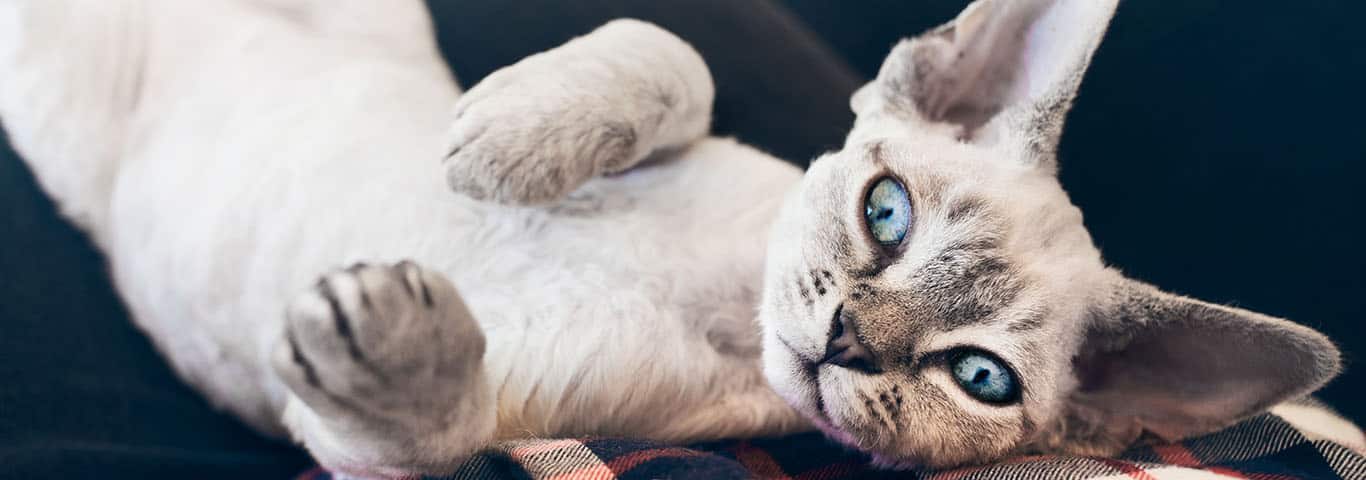 Foto van een Devon Rex kat