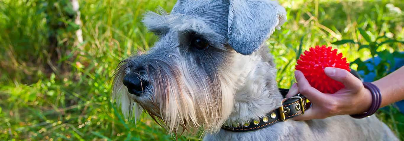 Foto van een miniatuurschnauzerhond