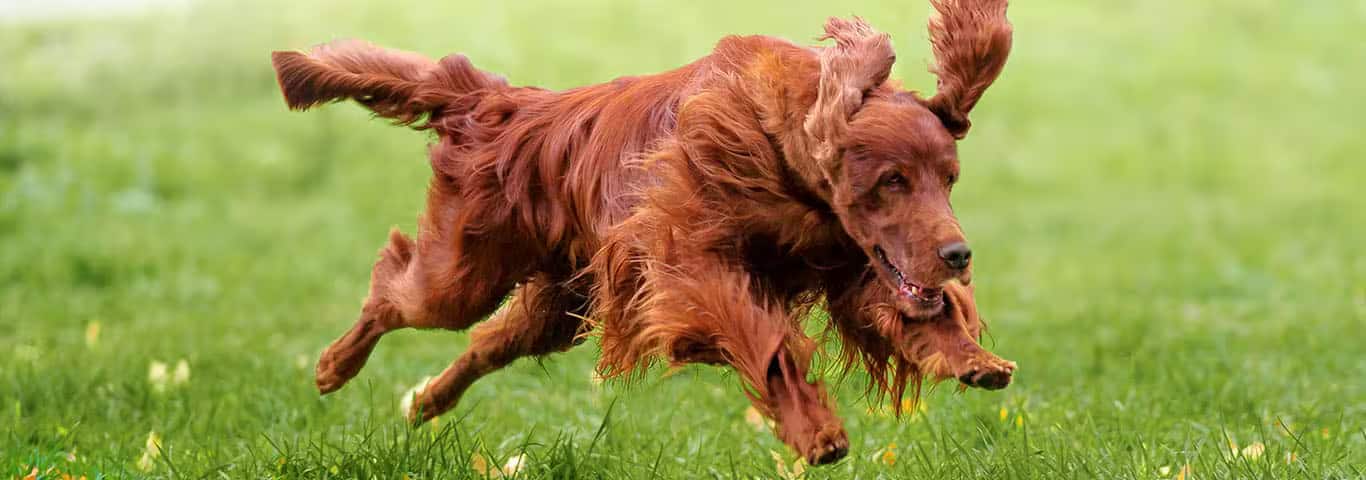 Foto van een Ierse Setter-hond