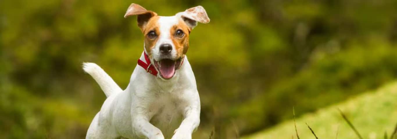 Foto van een Jack Russell Terrier-hond