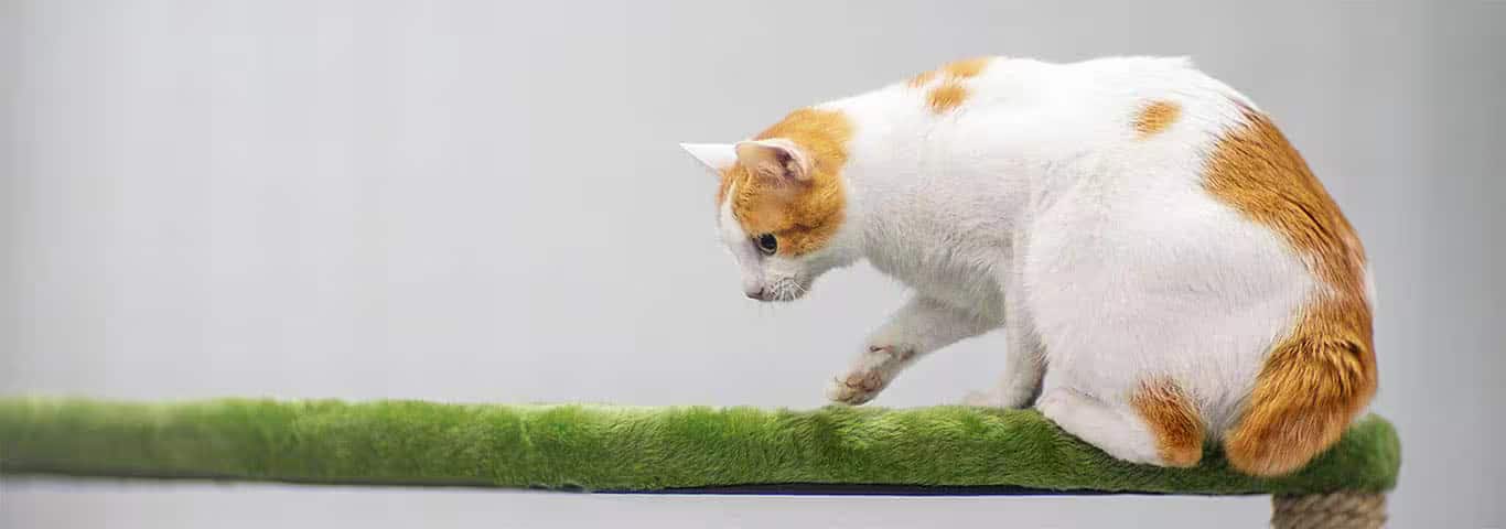 Foto van een Japanse Bobtail-kat