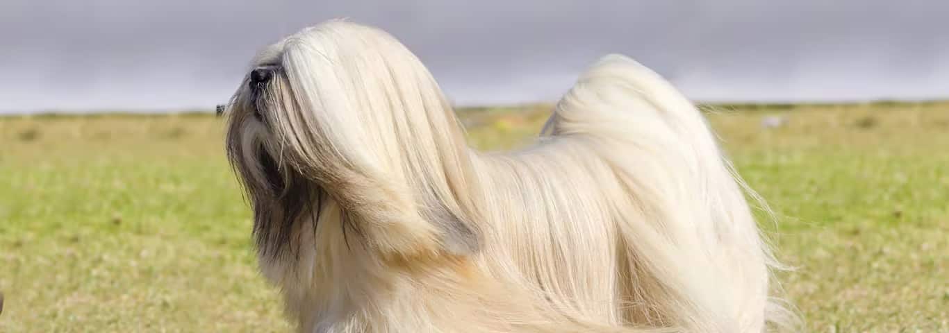 Foto van een Lhasa Apso-hond