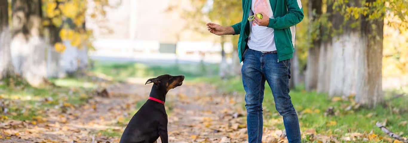 Foto van een Dobermann-hond