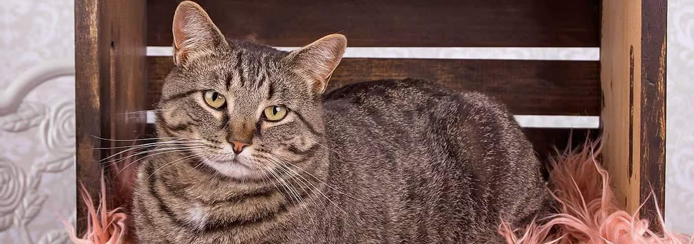 Foto van een Manx kat