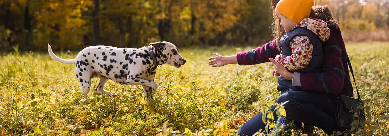 Foto van een Dalmatische hond