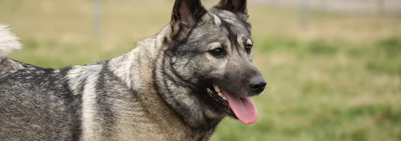 Foto van een Noorse elandhond