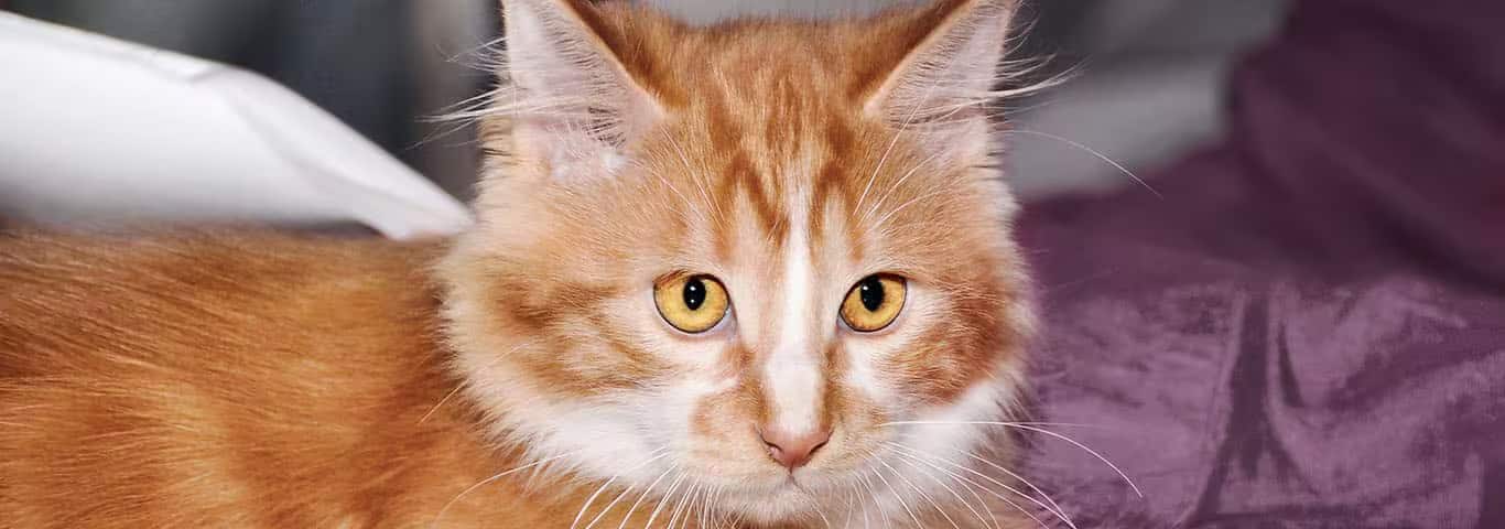 Foto van een Cymric kat