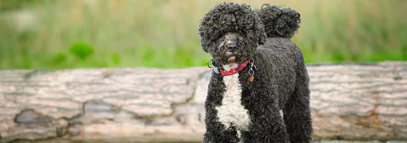 Foto van een Portugese Waterhond