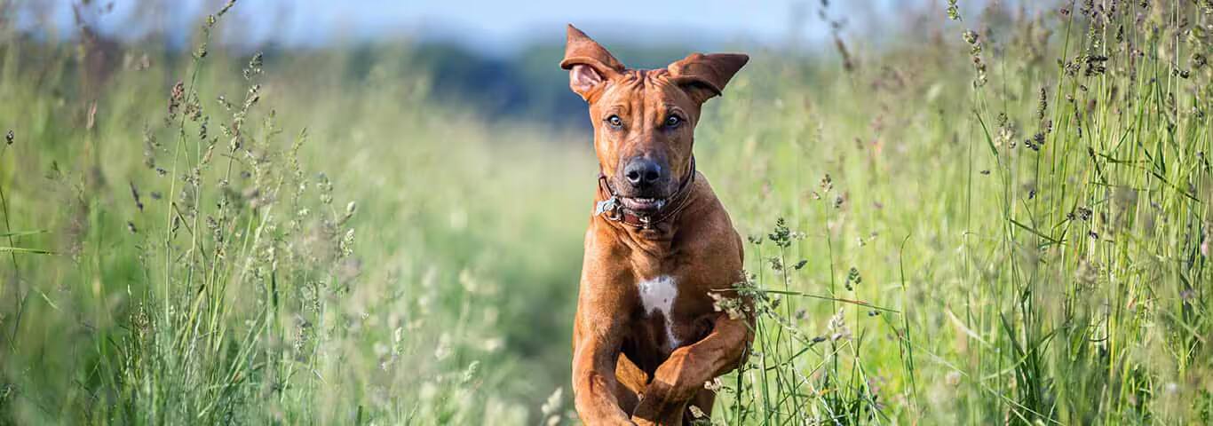 Foto van een Rhodesian Ridgeback-hond