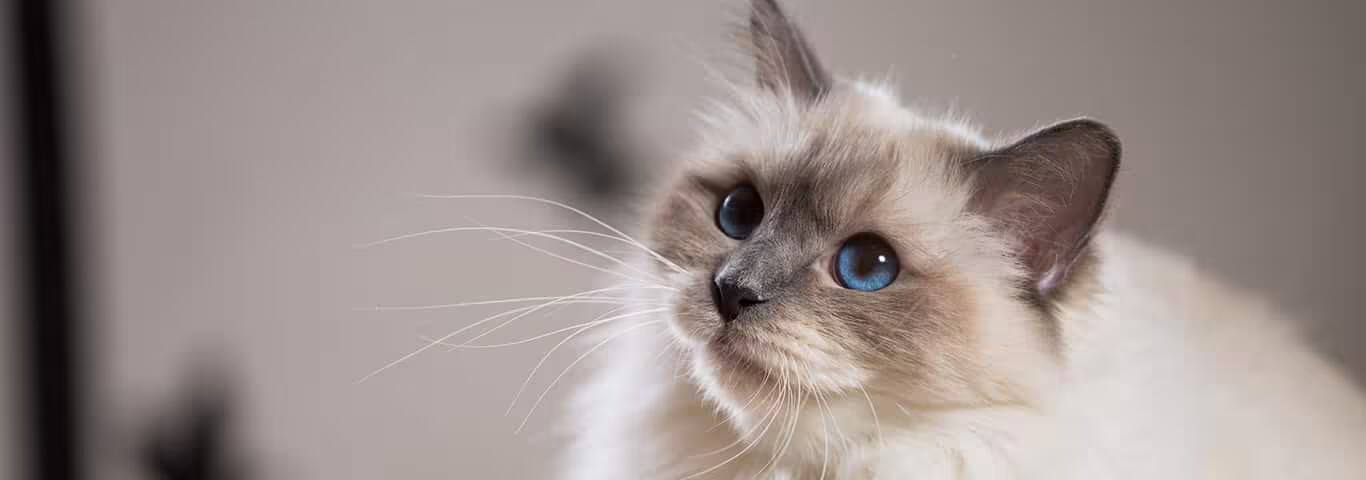 Foto van een Birmaanse kat