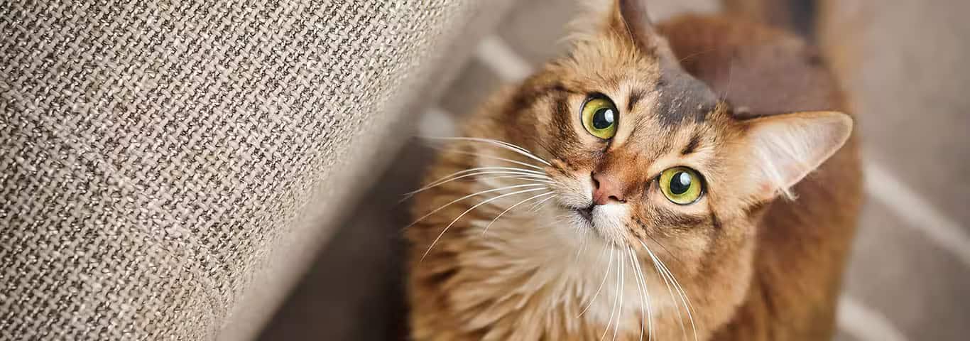Foto van een Somalische kat