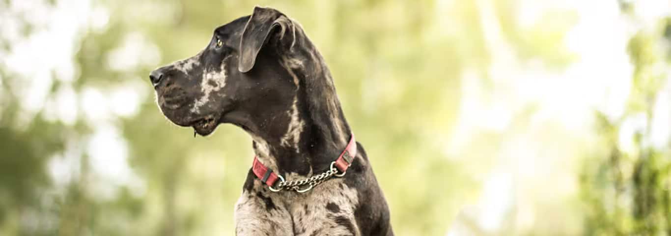 Foto van een Duitse dog
