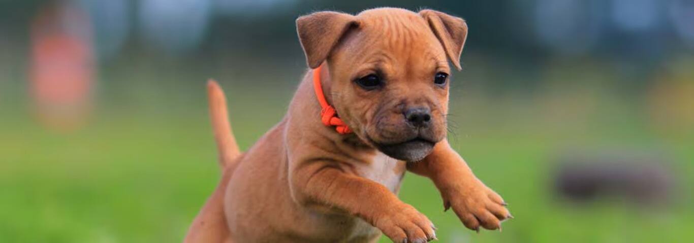 Foto van een Staffordshire Bull Terrier-hond