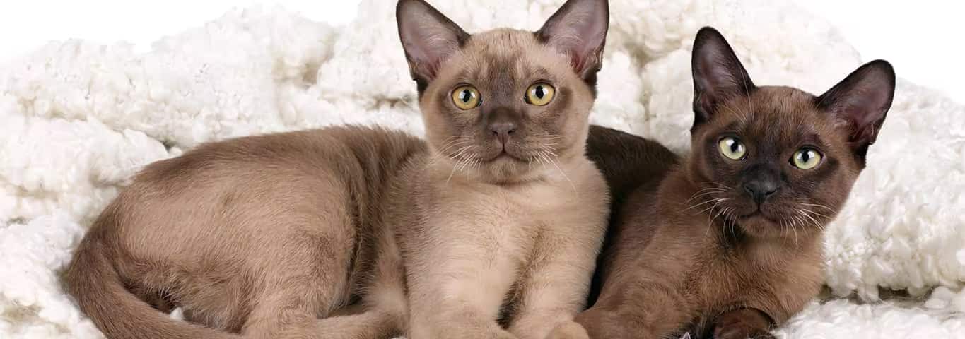 Foto van een Birmese kat