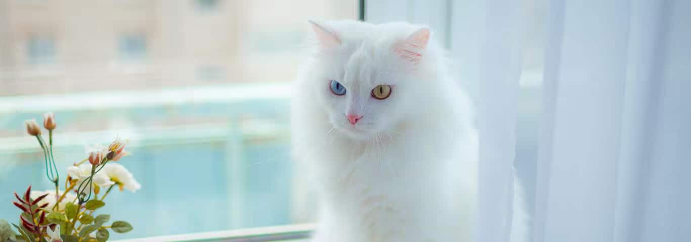 Foto van een Turkse Angora kat