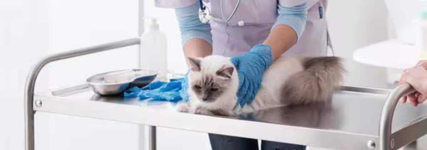 Foto van een Ragdoll-kat