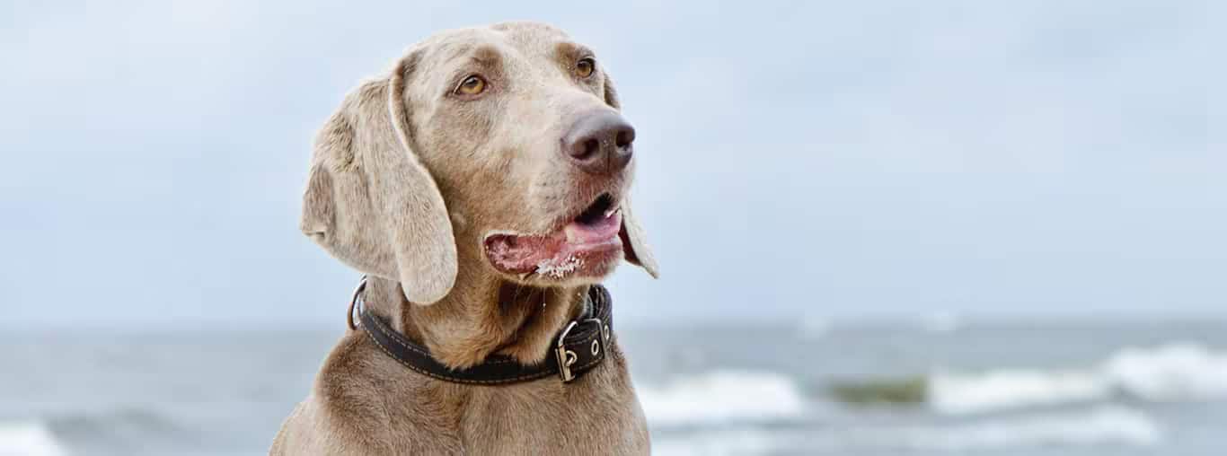 Foto van een Weimaraner-hond