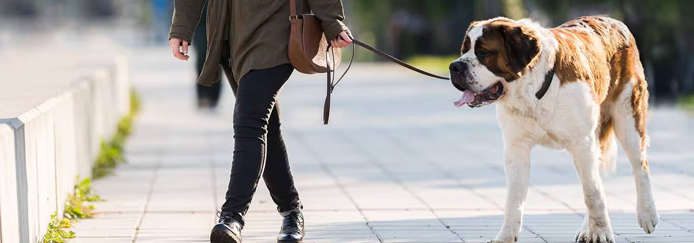 Foto van een Sint-Bernardhond