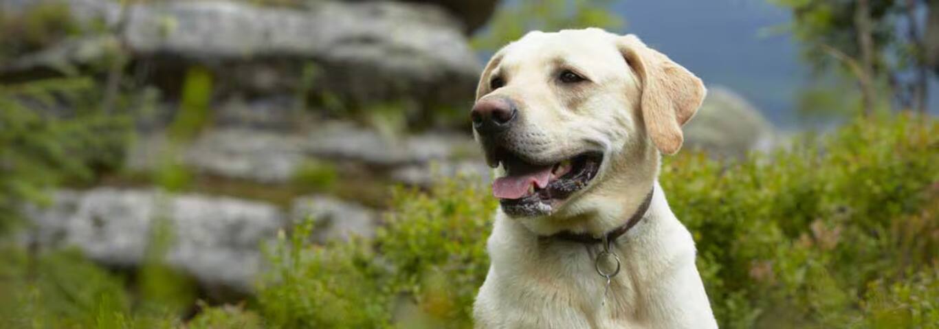 Foto van een Labrador Retriever-hond