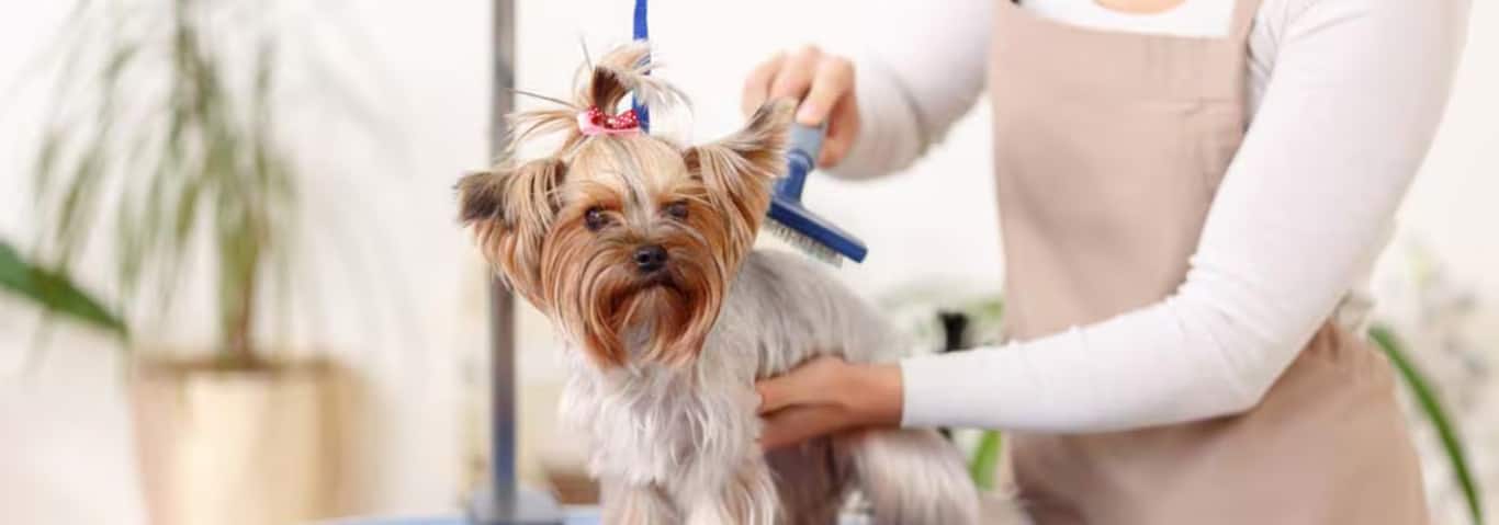 Foto van een Yorkshire Terrier-hond