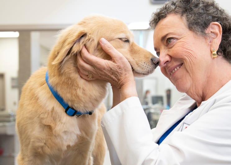 een dierenarts houdt een hond liefdevol vast