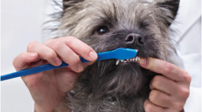 kleine hond krijgt tanden gepoetst