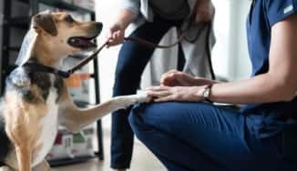 blije hond met poot op dierenartsassistente