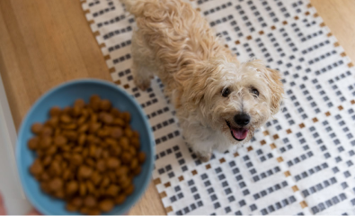 Hond kijkt naar zijn voerbak