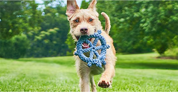 Dog running outdoors with a chew toy in his mouth