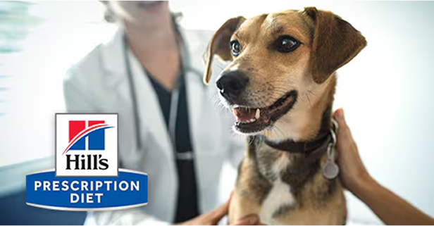 A dog with a Vet
