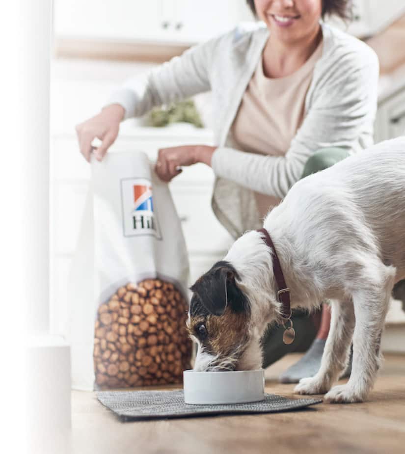 Hond eet heuvels