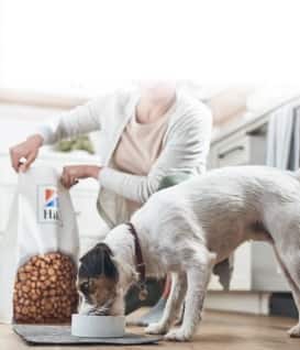 Hond eet heuvels