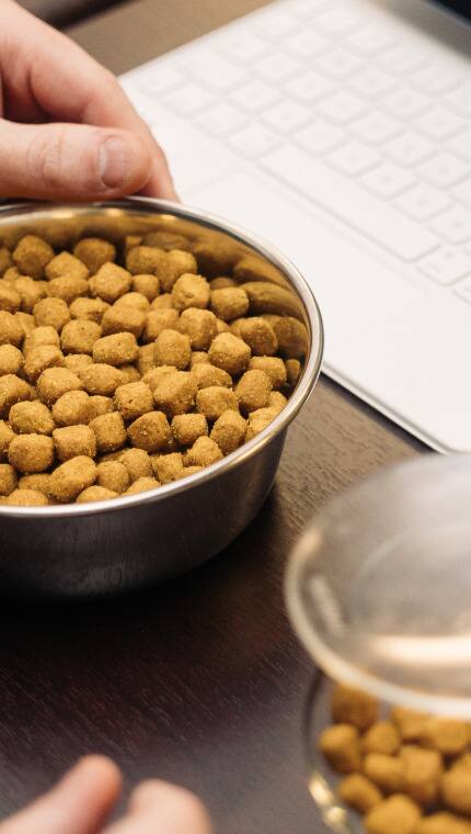 Different types of kibble in a bowl and glass containers for testing