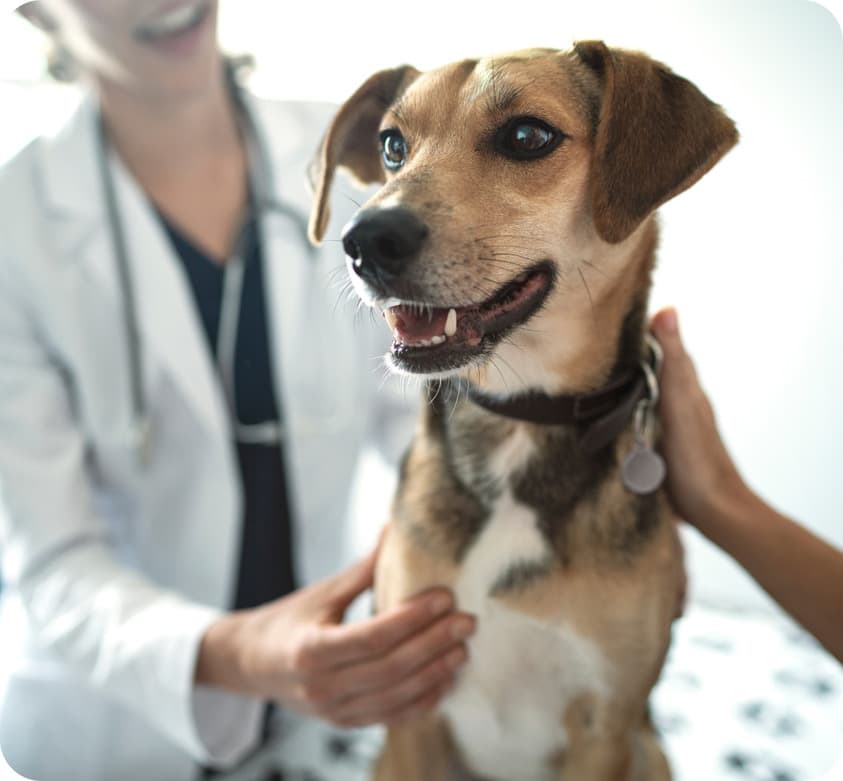 dog being examined by health professional