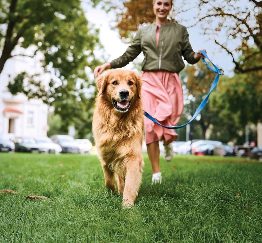 Hill's vet essentials logo over a dog being walked in the park
